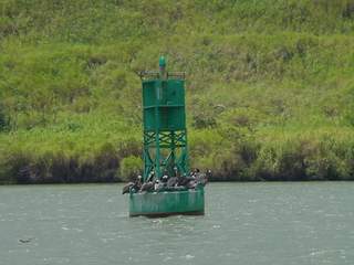 Panama Canal - Pelicans rest on the buoy