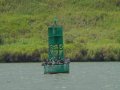 Panama Canal - Pelican's rest