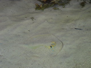 A ray camouflaged to be almost invisible