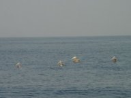 Pelicans